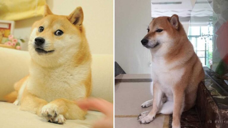 Cheems vs. Doge: ¿Quién es el famoso perro que aparece en Twitter?