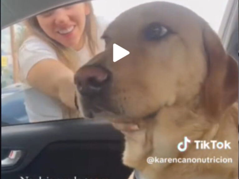VIDEO: Perrito sorprende a su humana traicionándola con otro y no la perdona