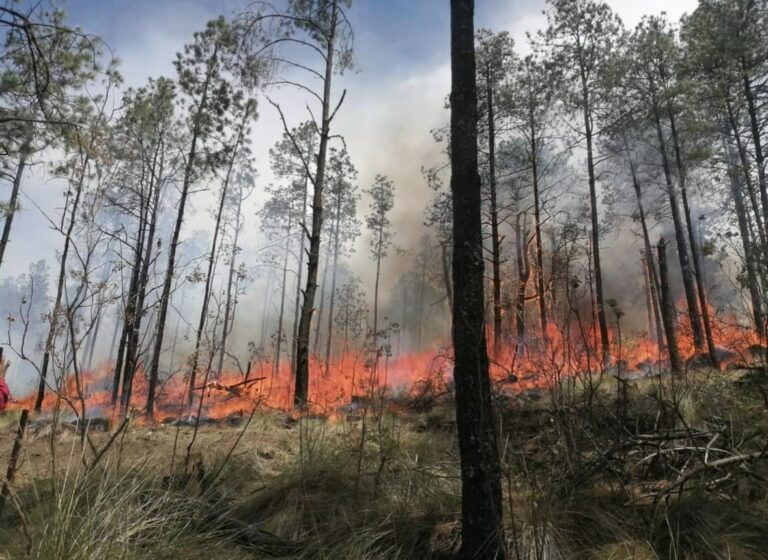 Reportan 120 Incendios Activos en 19 Estados, Informa Conafor