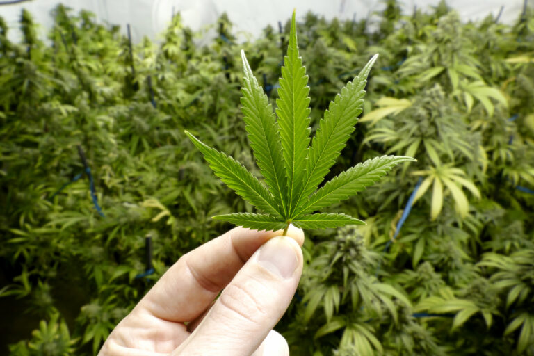 EE.UU. registra por primera vez más consumidores diarios de cannabis que de alcohol