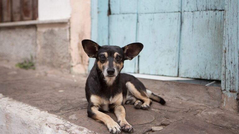 México encabeza lista de abandono de perros y gatos; experto explica cómo romper el ciclo