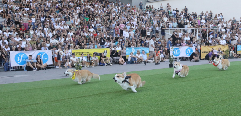 VIDEO: Carrera de perritos corgis en Lituania enternece las redes sociales