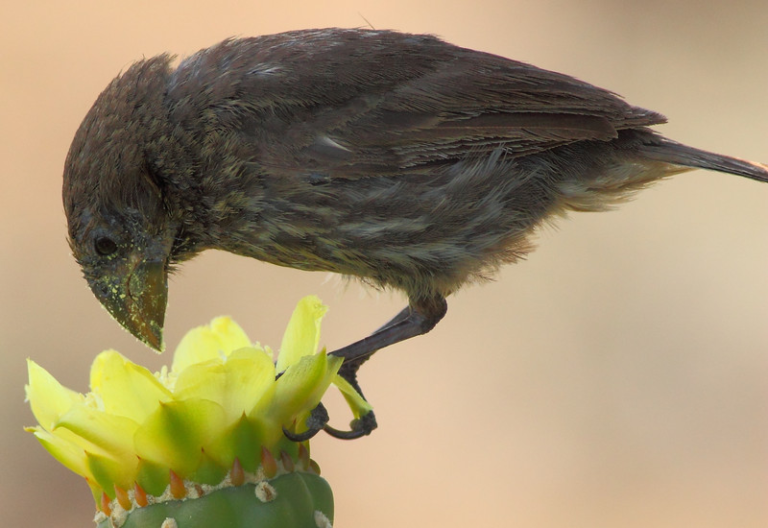 Aves aisladas por 200 años se distancian de genética y comportamiento de sus congéneres en Galápagos