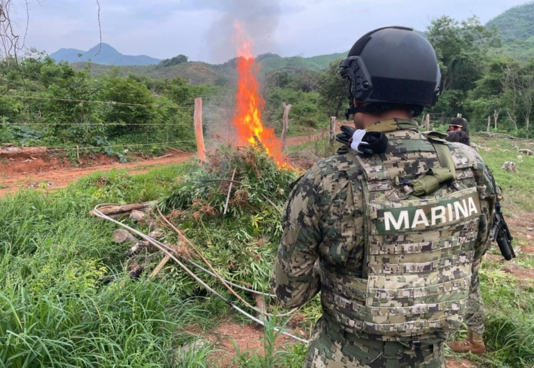 Fuerte golpe al Cártel de Sinaloa: Marina desmantela cadenas de producción de ‘Chapitos’ y ‘Mayiza’