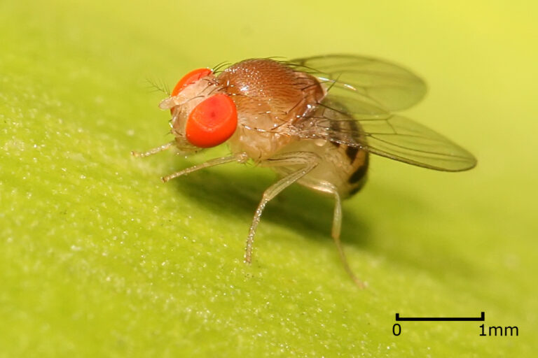 Fungicida común reduce fertilidad de insectos clave