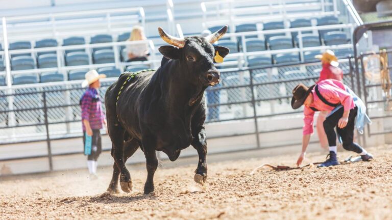 VIDEO Hombre es embestido por toro en Tlaxcala y termina en el hospital