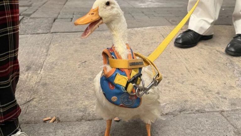 VIDEO Patricio, el pato que conquista corazones en las calles de Pachuca