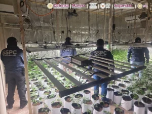 Cae el ‘D3’ producía marihuana premium en CDMX