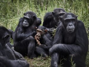 Chimpancés ingieren etanol en la selva, revela estudio