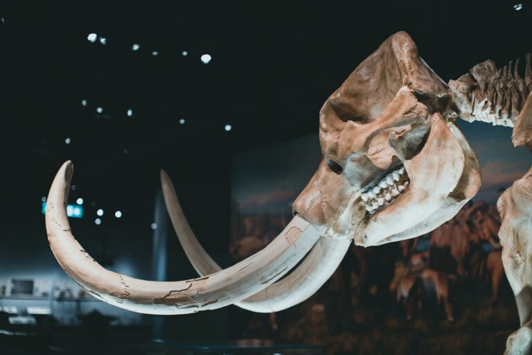 ADN bacteriano reabre debate sobre extinción de mamuts
