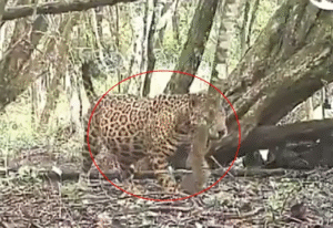 Captan a jaguar embarazada en la Reserva de la Biosfera Balam Kú, Campeche