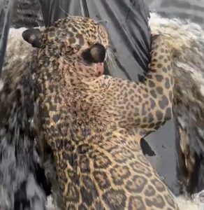 Rescatan jaguar con más de 30 heridas de bala
