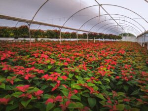 Cuernavaca impulsa producción local de Nochebuena