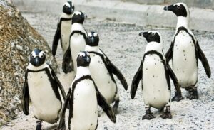 La Pesca agrava riesgo para pingüinos africanos