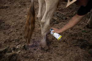 Refuerzan estrategia contra gusano barrenador en Tamaulipas y Veracruz
