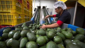 Aguacate mexicano refuerza su liderazgo global con impulso del Supertazón