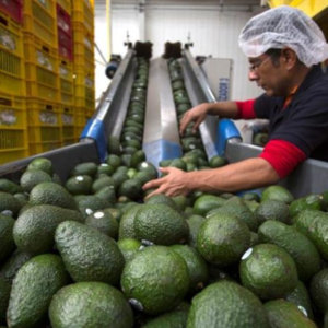 Aguacate mexicano refuerza su liderazgo global con impulso del Supertazón