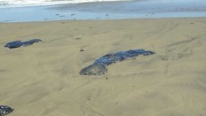 ONG señalan que derrame inició en febrero