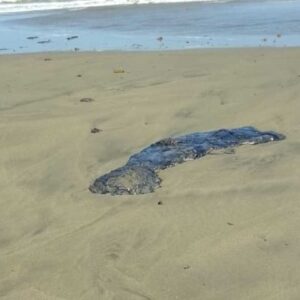 ONG señalan que derrame inició en febrero