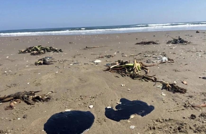 Derrame en Golfo de México ya es investigado como delito penal: Sheinbaum