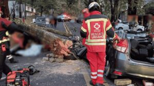 Árbol provoca tragedia en la México-Cuernavaca