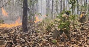 Sofocan incendio forestal en Tabasco bajo el Plan DN-III-E