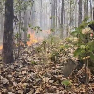 Sofocan incendio forestal en Tabasco bajo el Plan DN-III-E